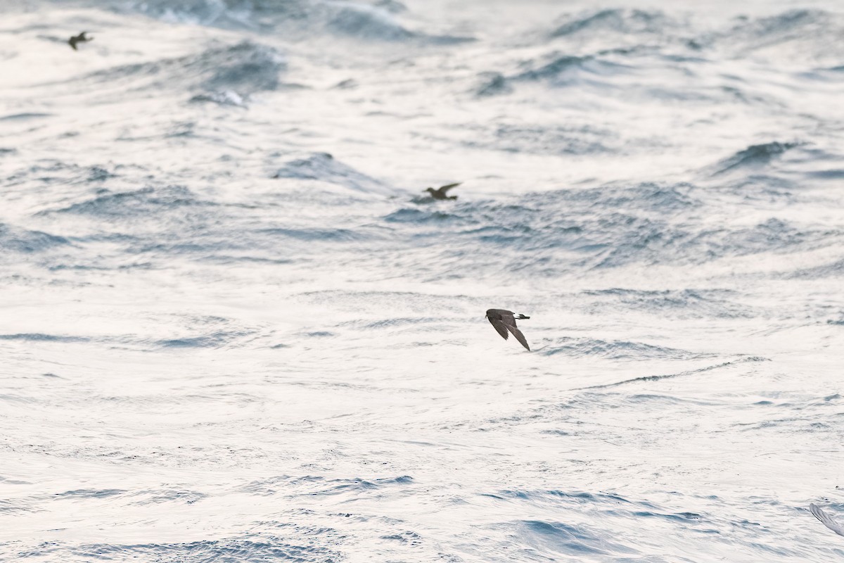 Uccello delle tempeste - ML645221730