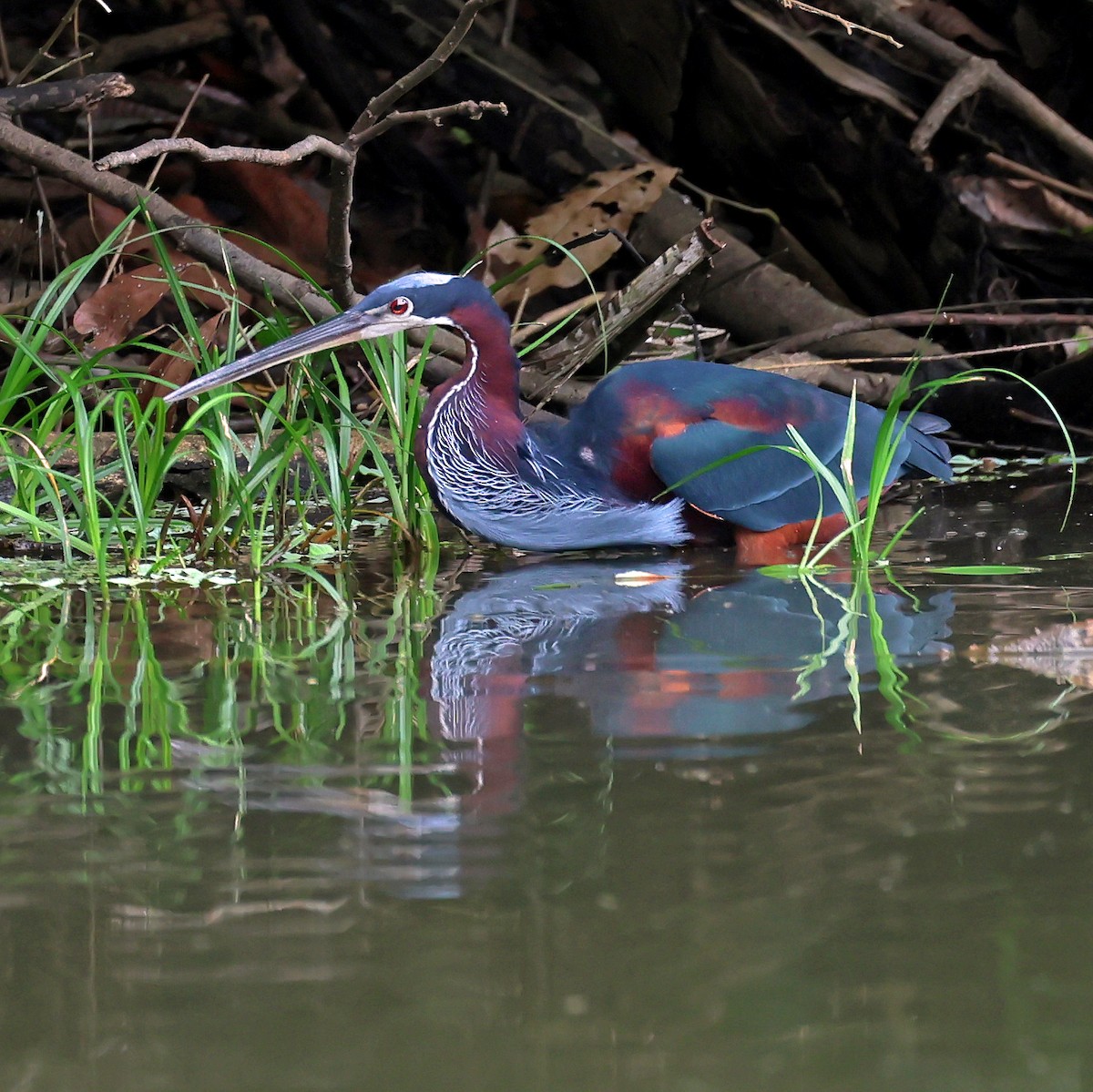 Agami Heron - ML645221731