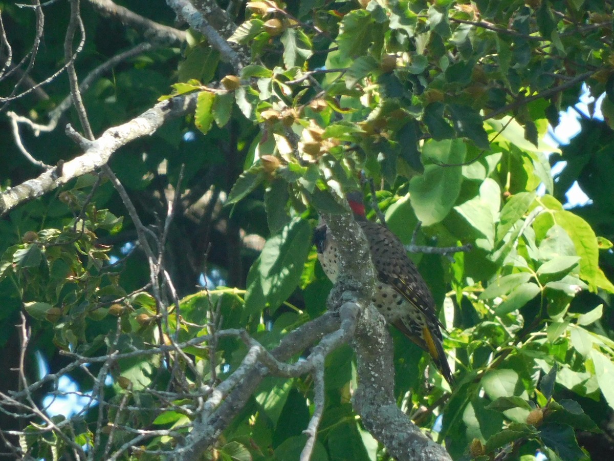 Northern Flicker - ML645221732