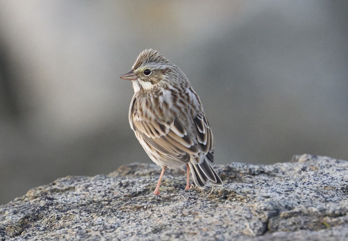 Savannah Sparrow (Ipswich) - ML645221733