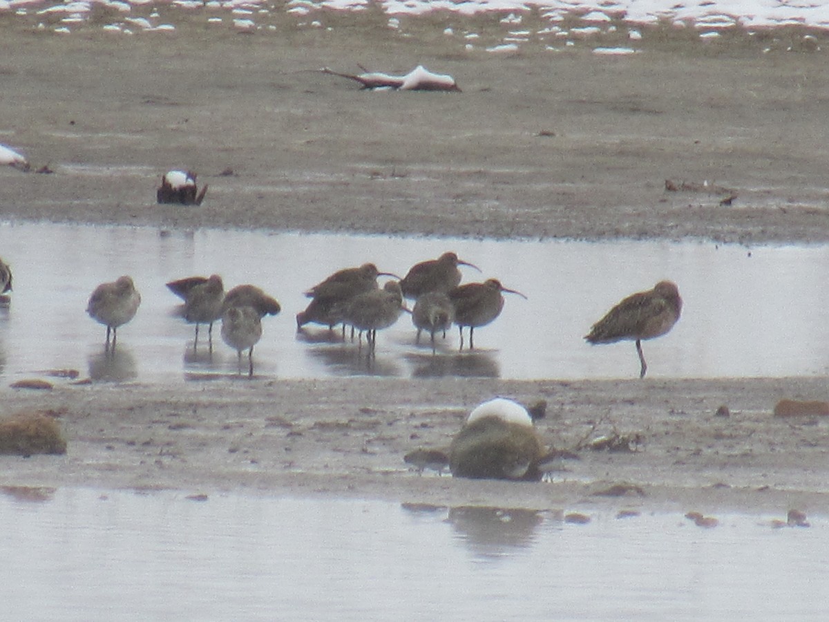 Chiurlo piccolo americano - ML645221734