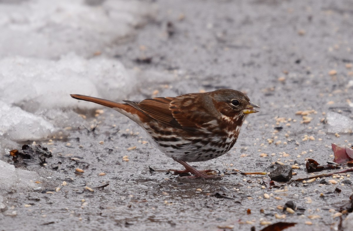 Passerella variabile - ML645221735