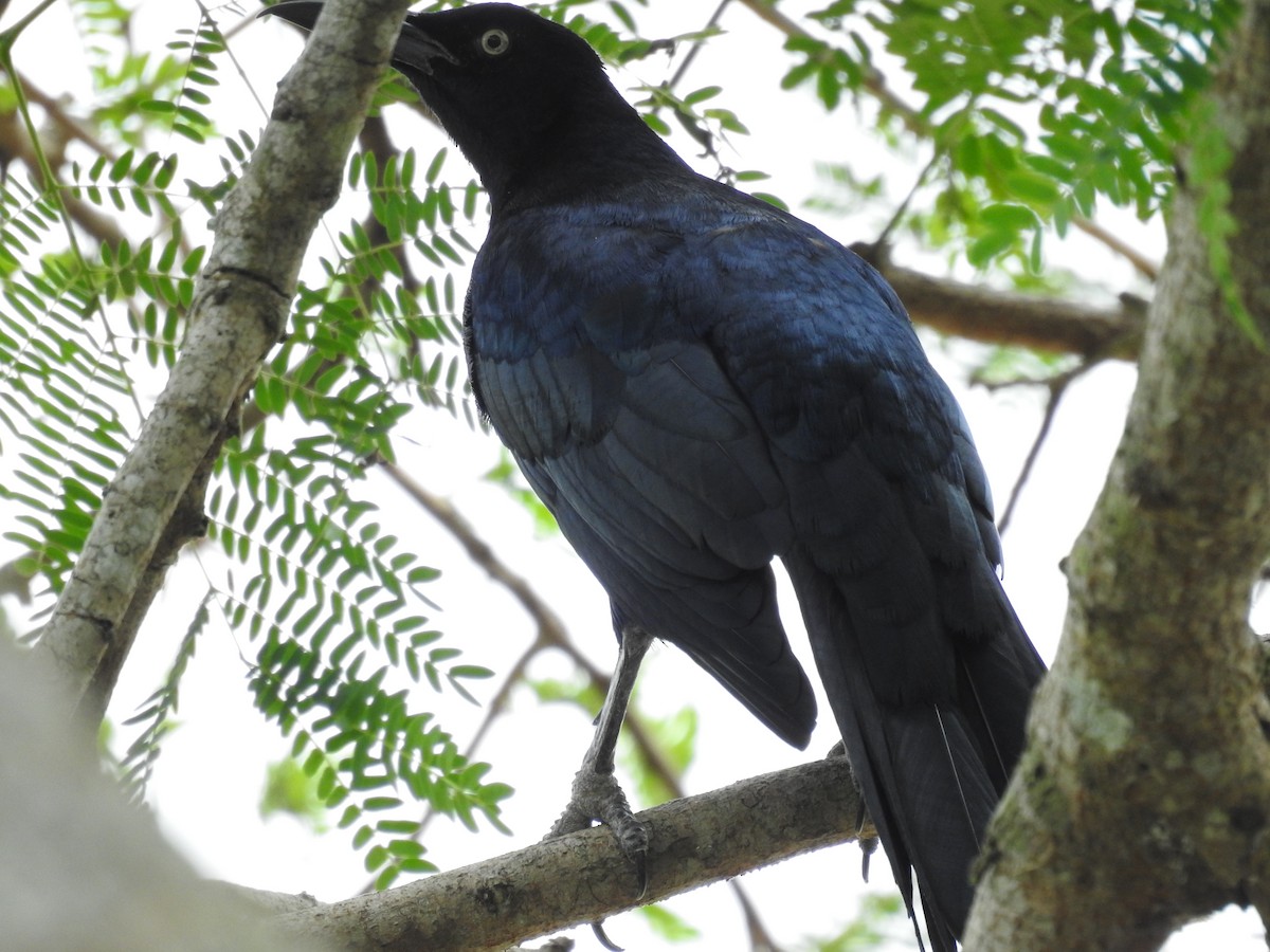Great-tailed Grackle - ML645221737