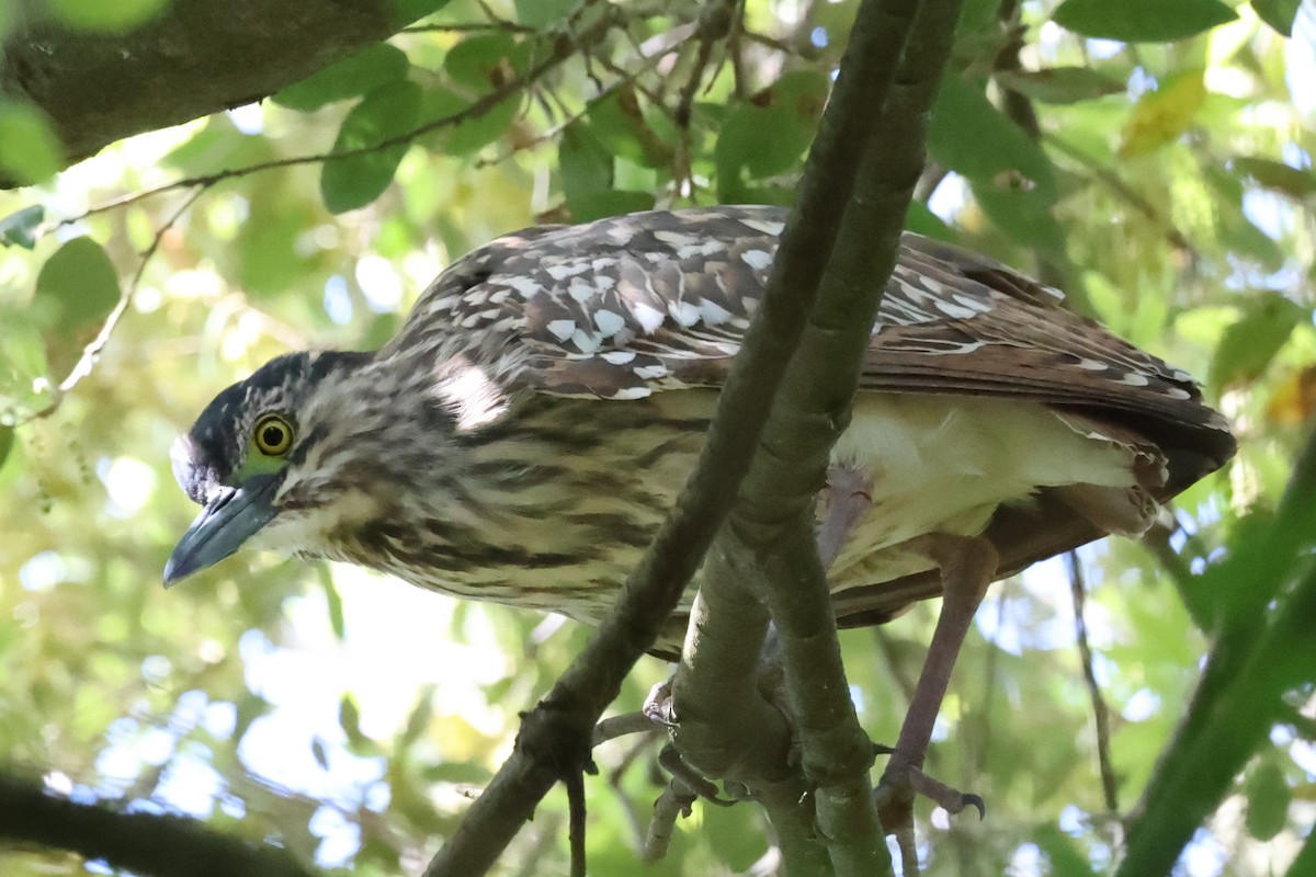Nankeen Night Heron - ML645221738
