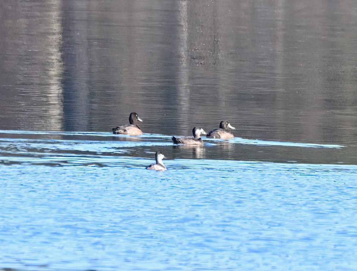 Moretta grigia - ML645221753