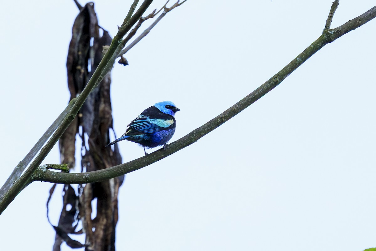 Blue-necked Tanager - ML645221756
