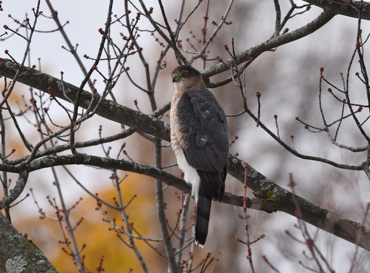Cooper's Hawk - ML645221760
