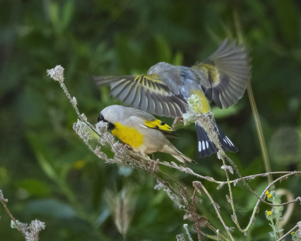 Чиж масковий - ML645221764