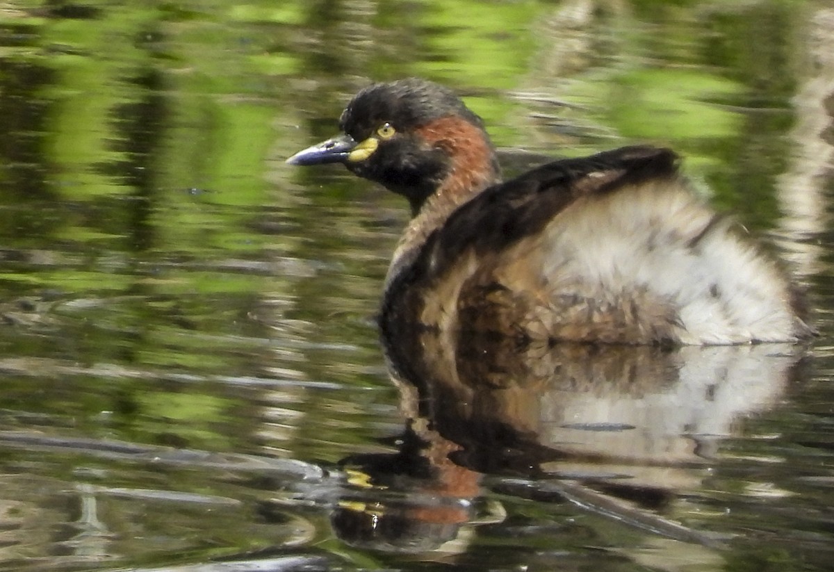 Пірникоза австралійська - ML645221765