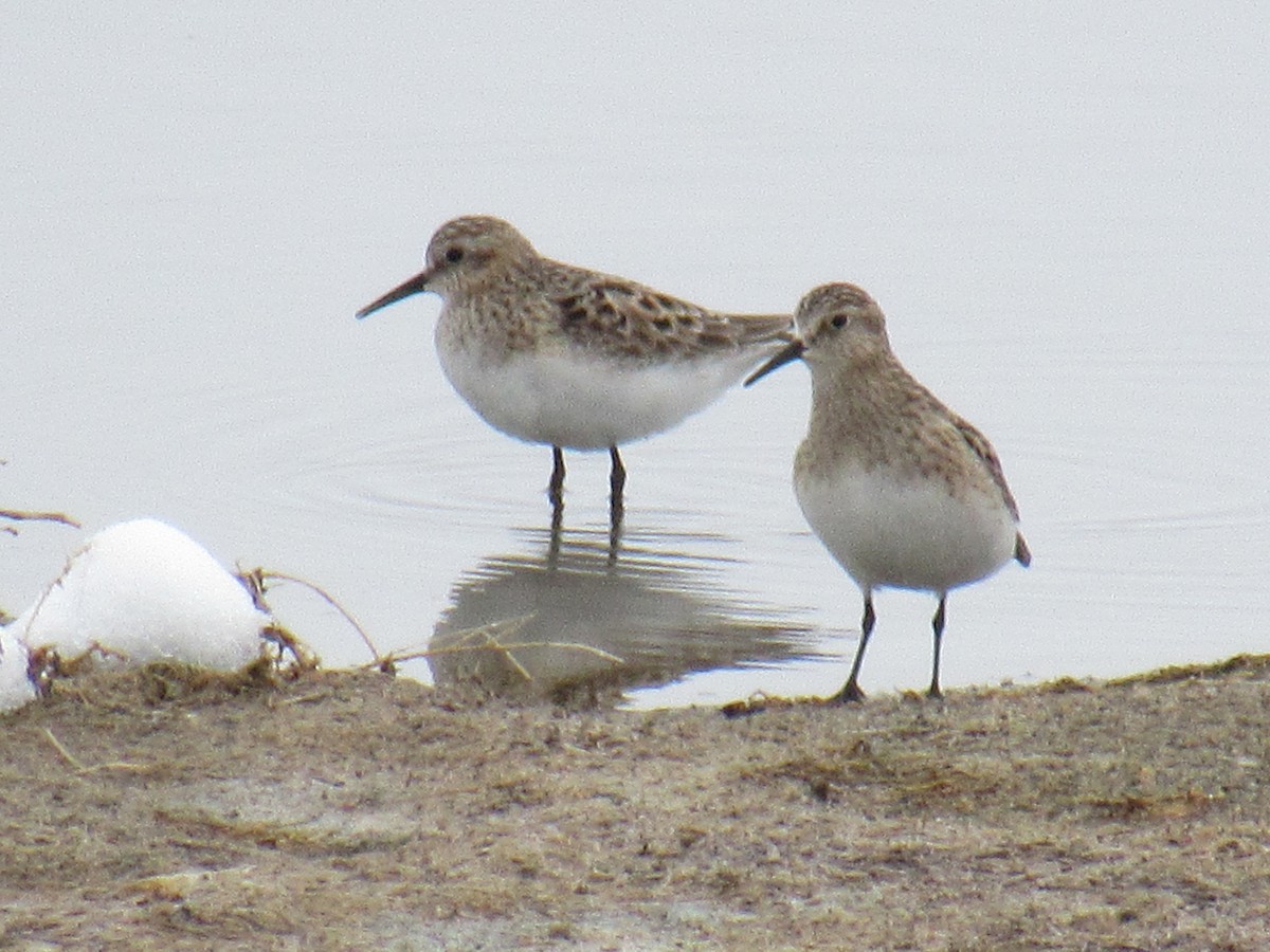 Побережник канадський - ML645221769