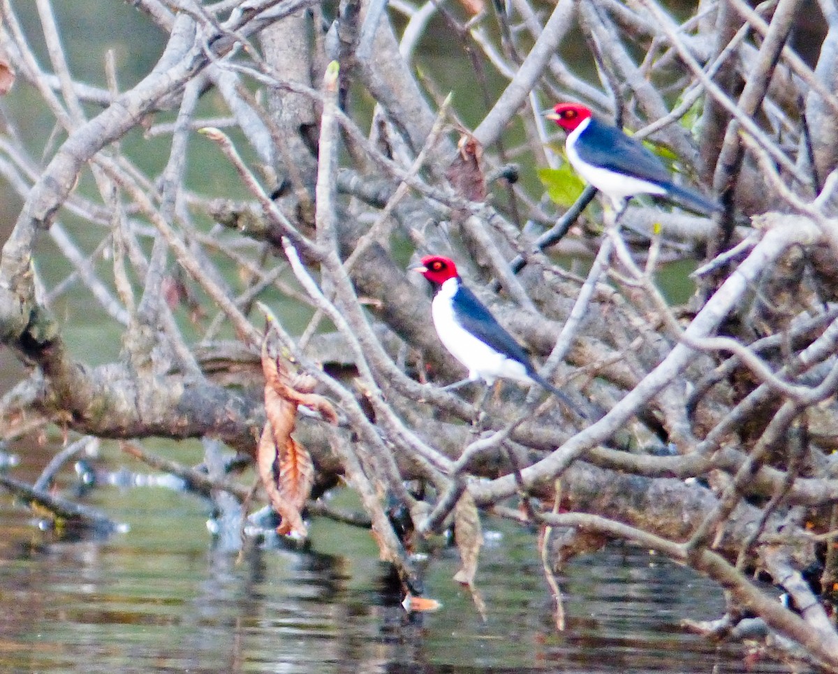 Пароарія амазонійська - ML645221773