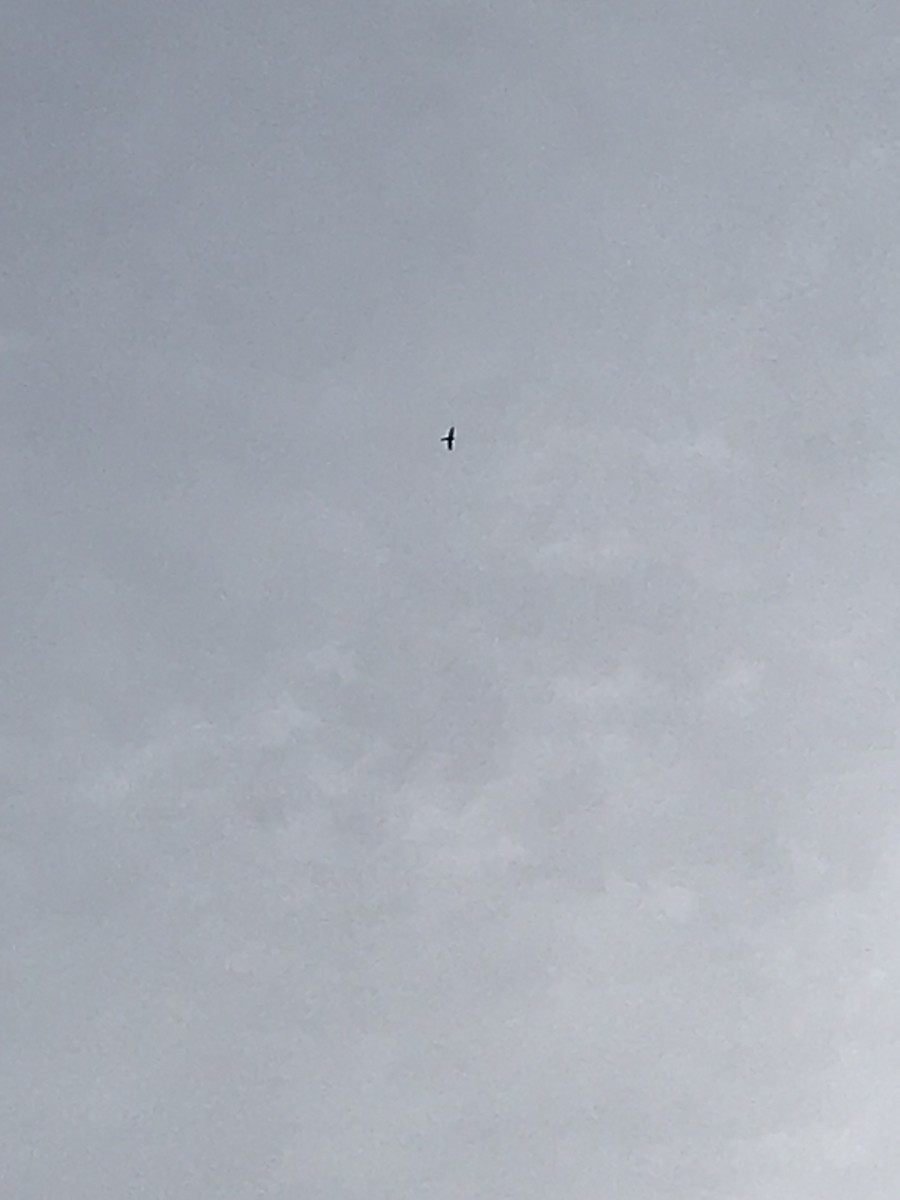 Колібрі велетенський - ML645221774