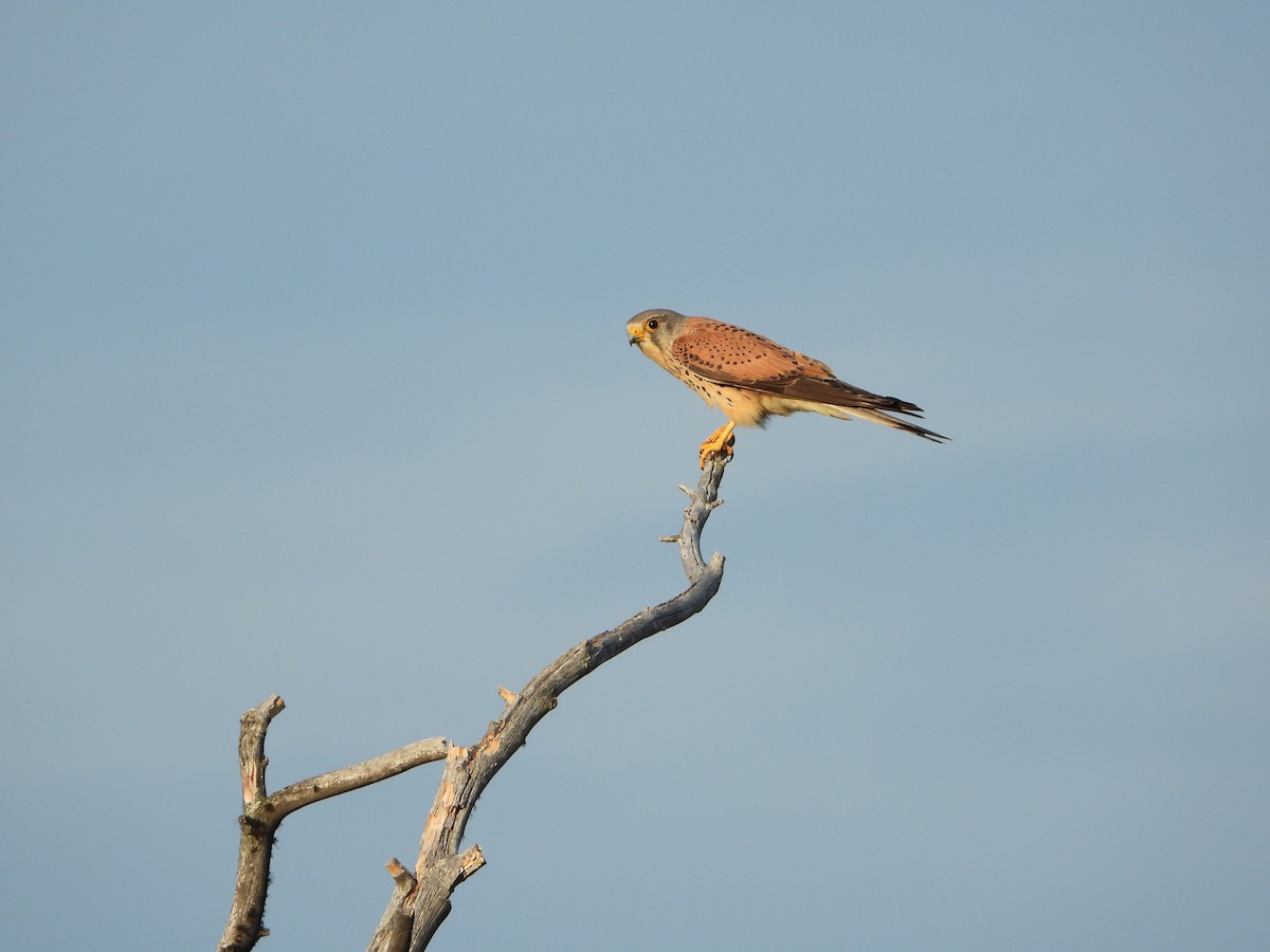 Боривітер звичайний - ML645221775