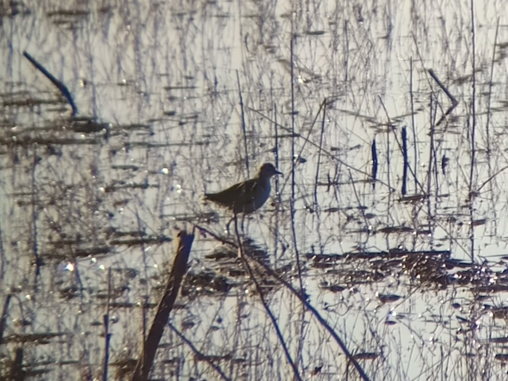 Якана мала - ML645221776