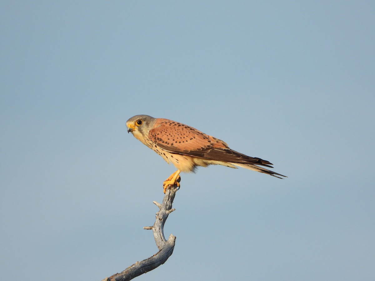 Боривітер звичайний - ML645221777