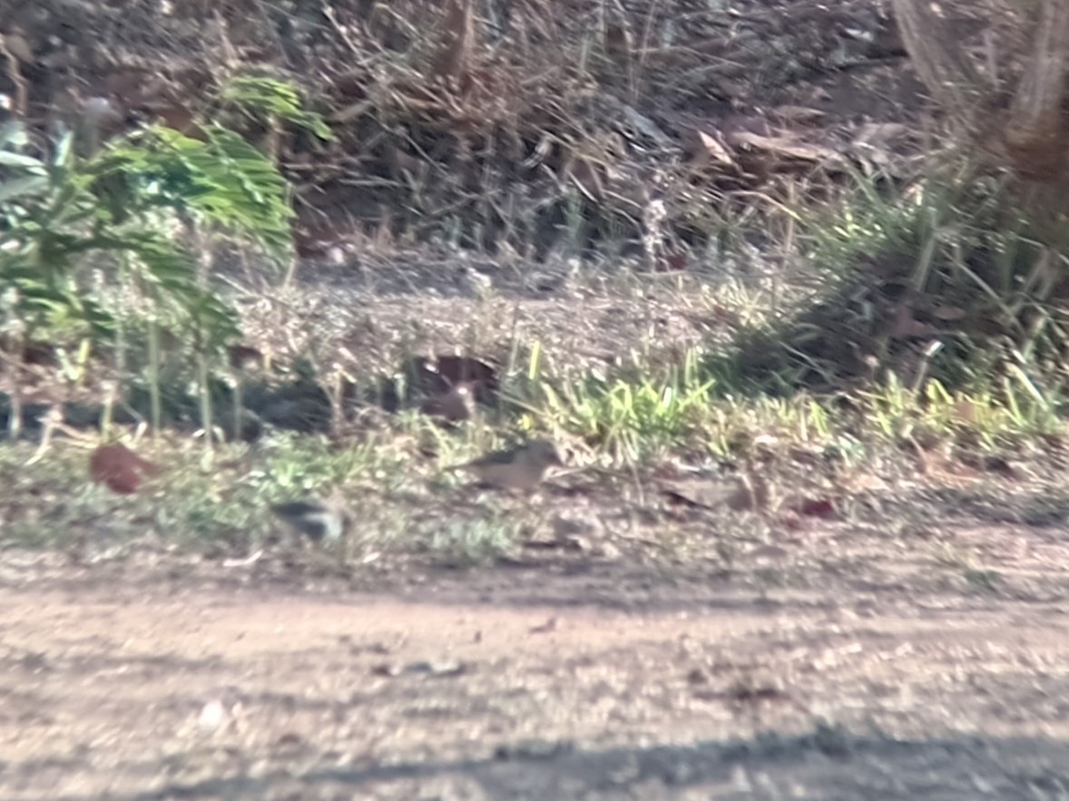 Вайдаг жовтоплечий - ML645221778