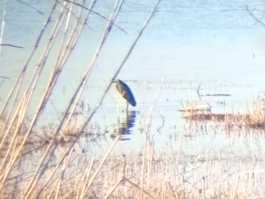 Чепура чорна - ML645221780