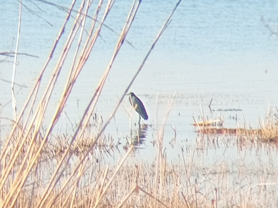 Чепура чорна - ML645221781