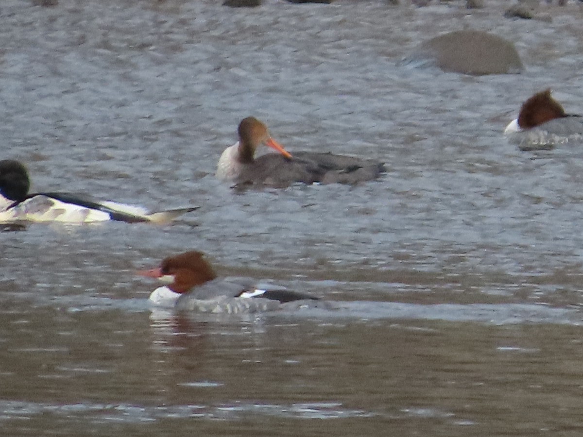 Крех середній - ML645221782