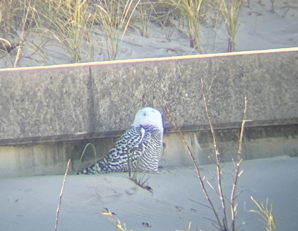 Snowy Owl - ML645221783