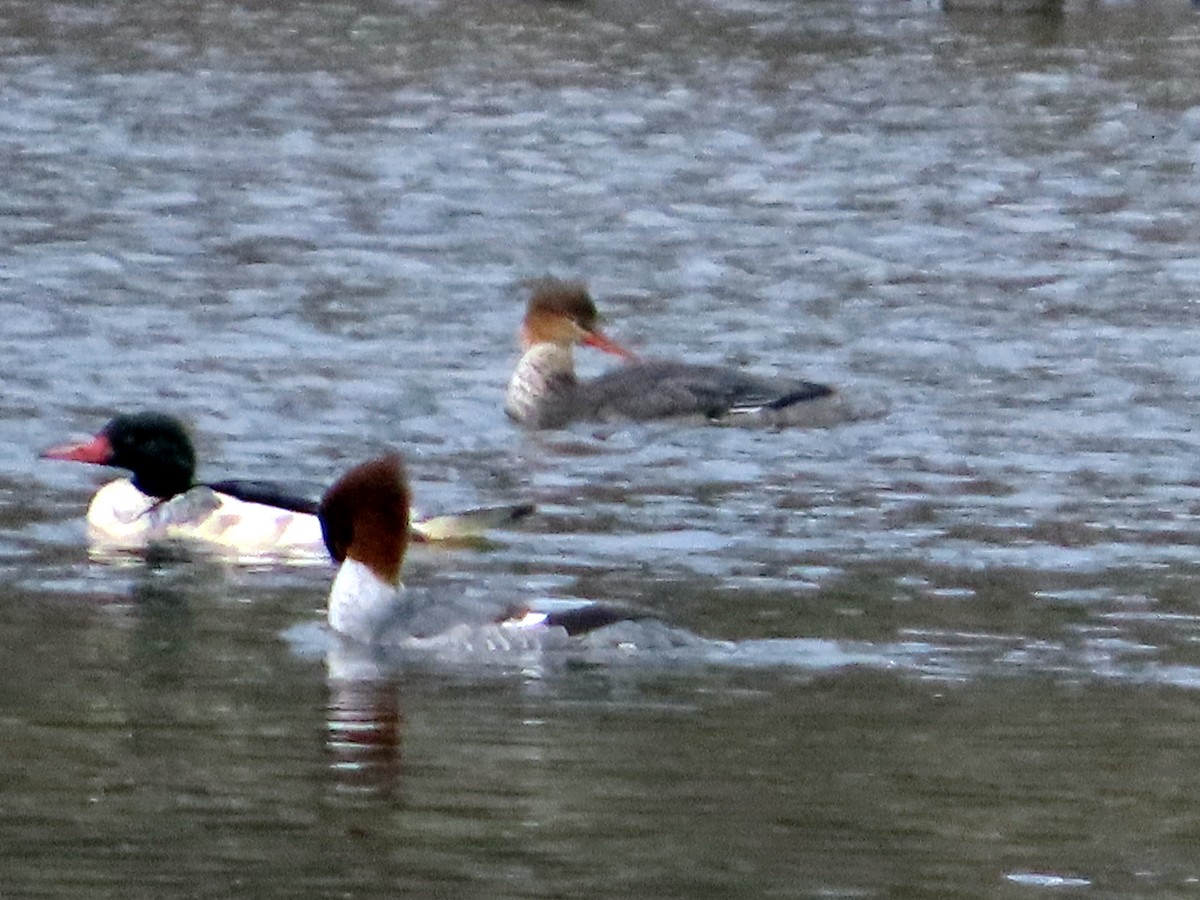 Крех середній - ML645221784