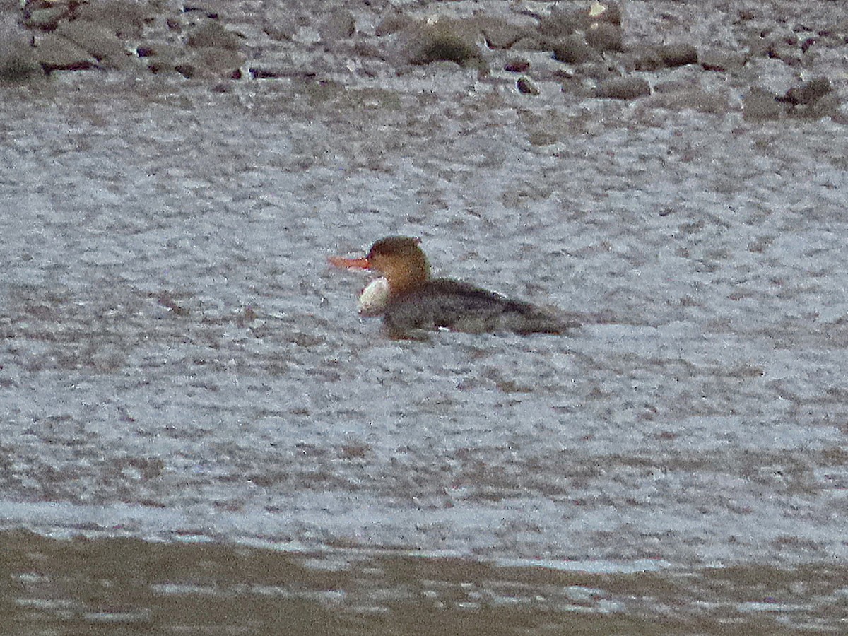 Крех середній - ML645221785