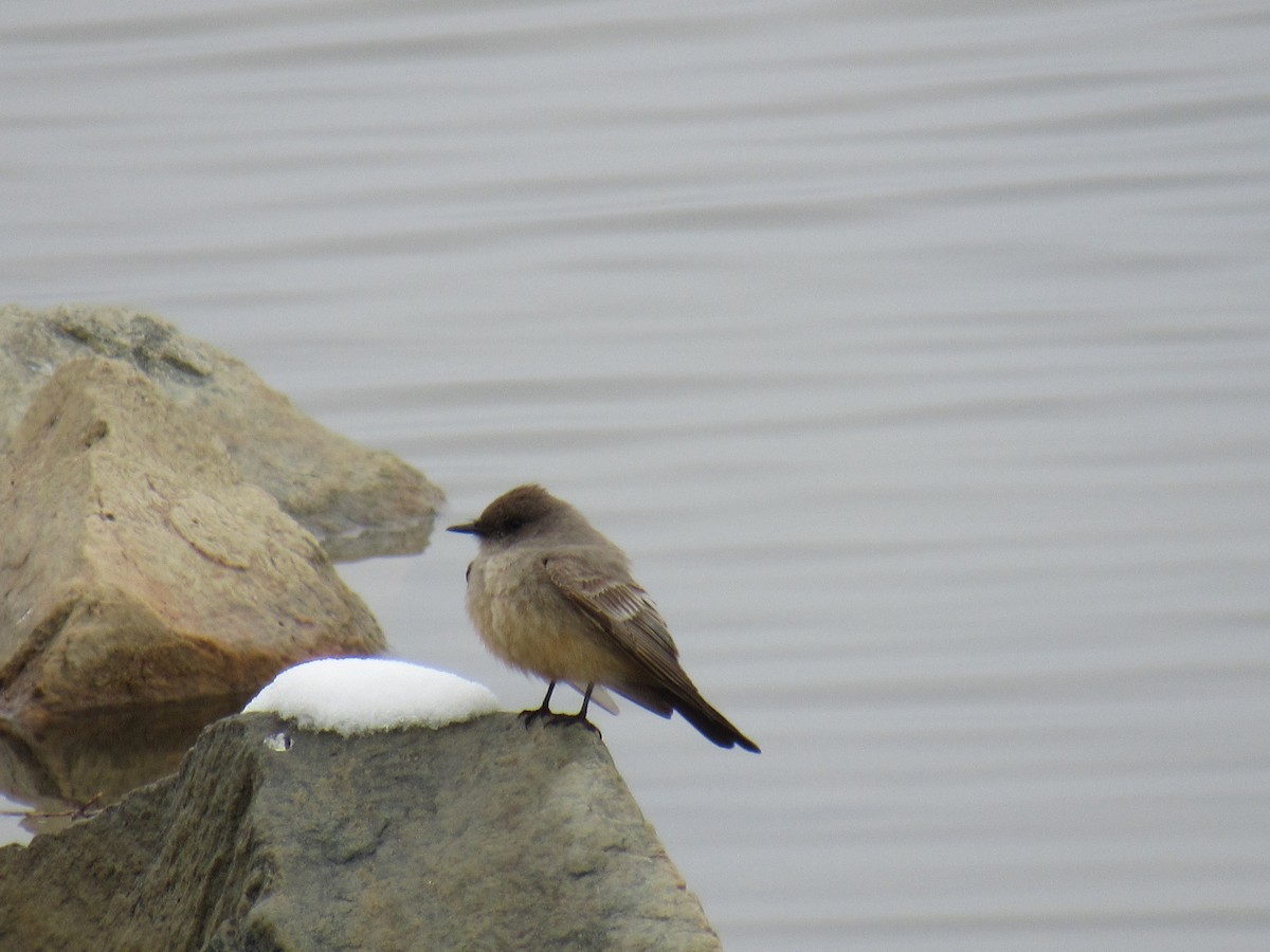 Феб великий - ML645221787