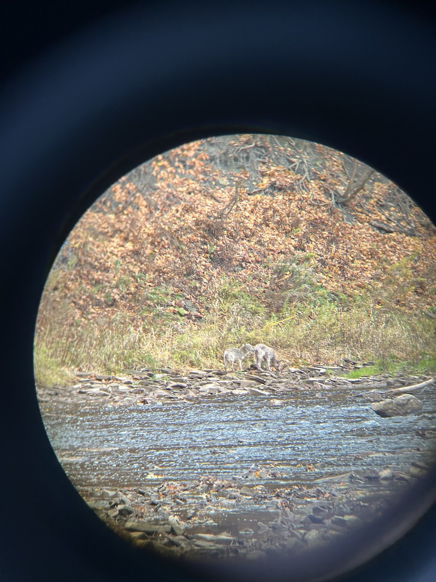 Coyote - ML645221788