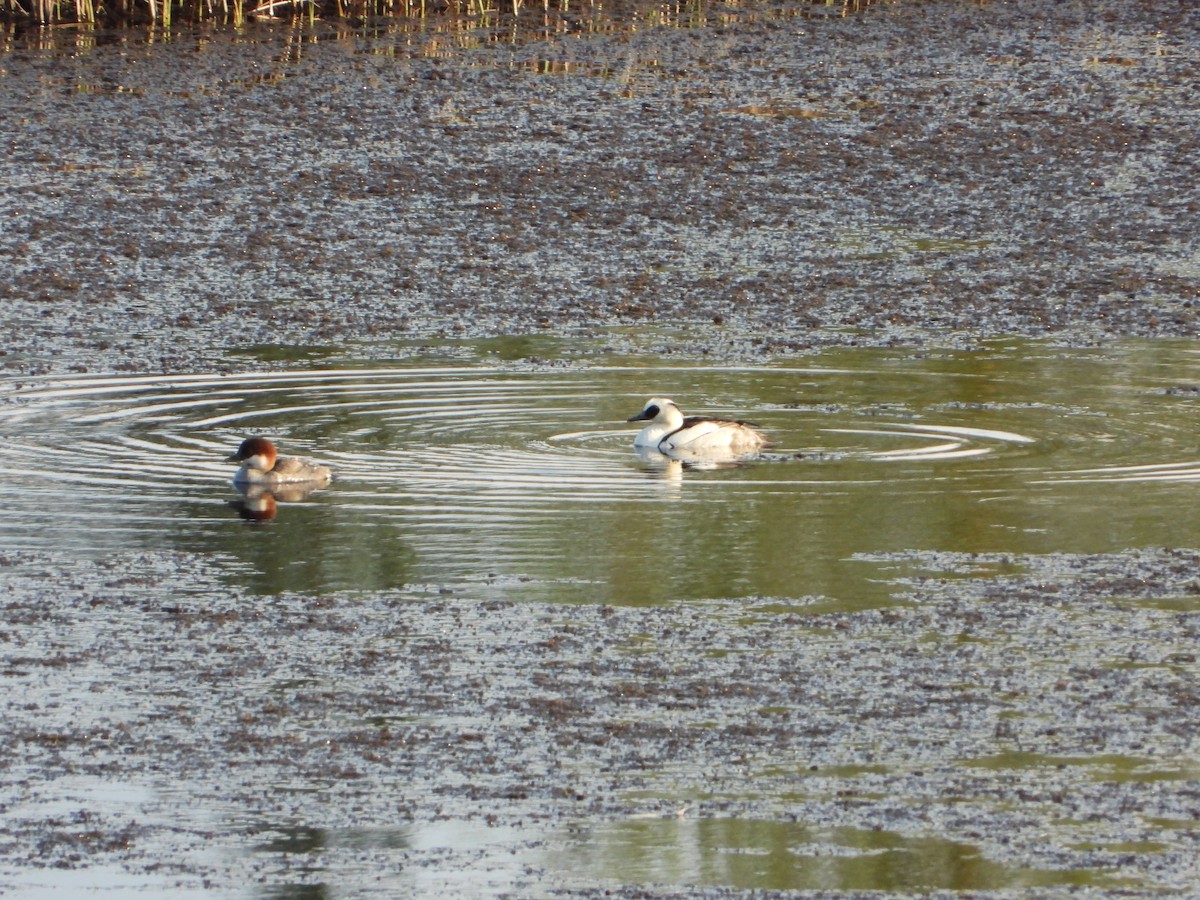 Крех малий - ML645221789