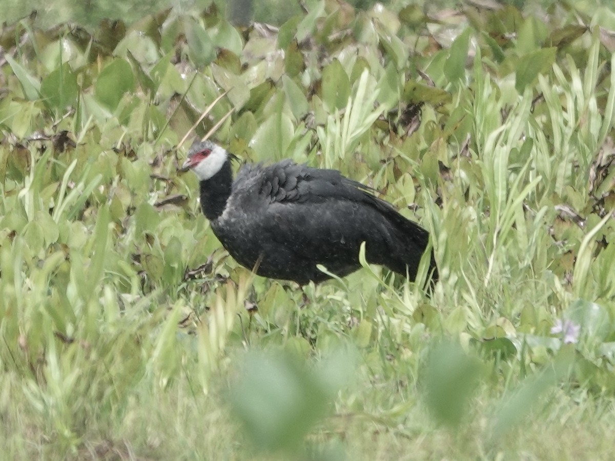 Чайя колумбійська - ML645221790