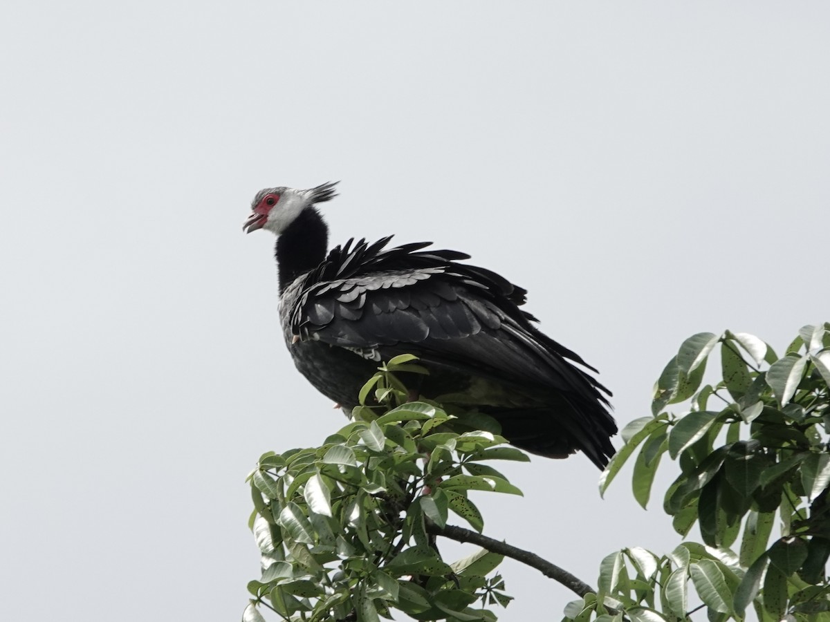 Чайя колумбійська - ML645221791