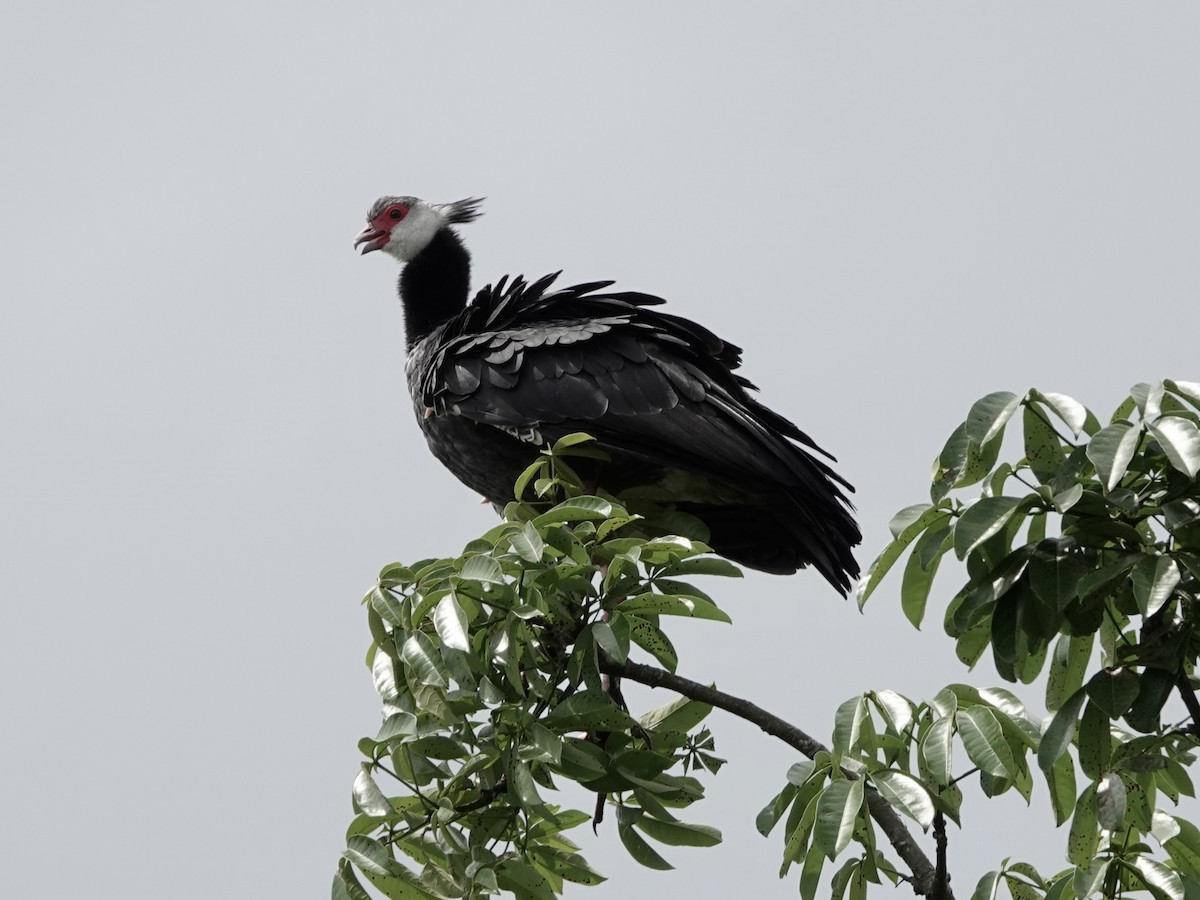 Чайя колумбійська - ML645221792