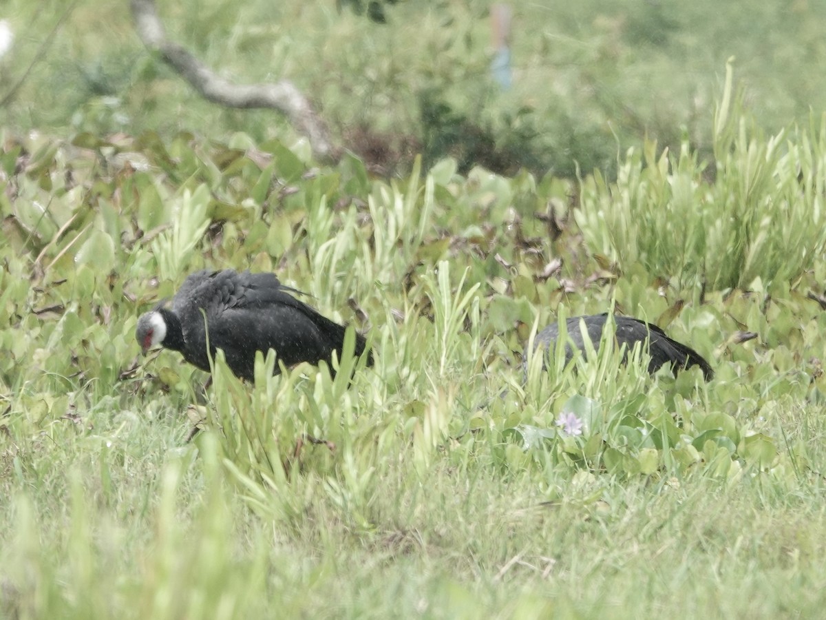 Чайя колумбійська - ML645221793