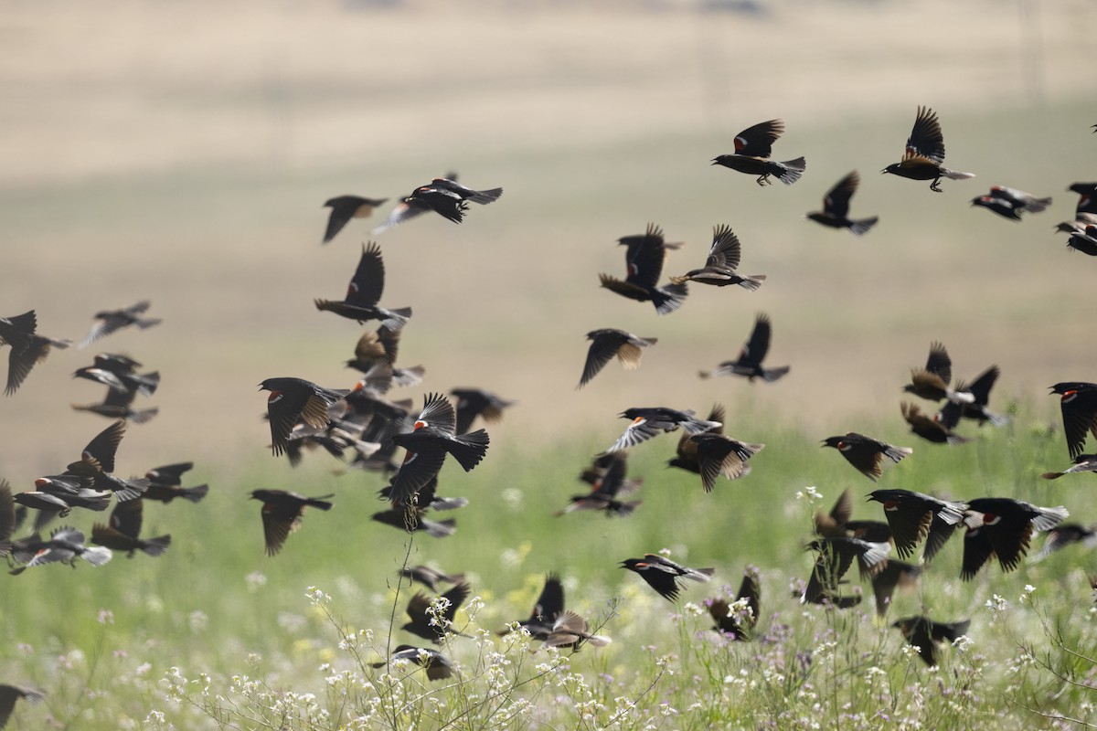 Tricolored Blackbird - ML645221794