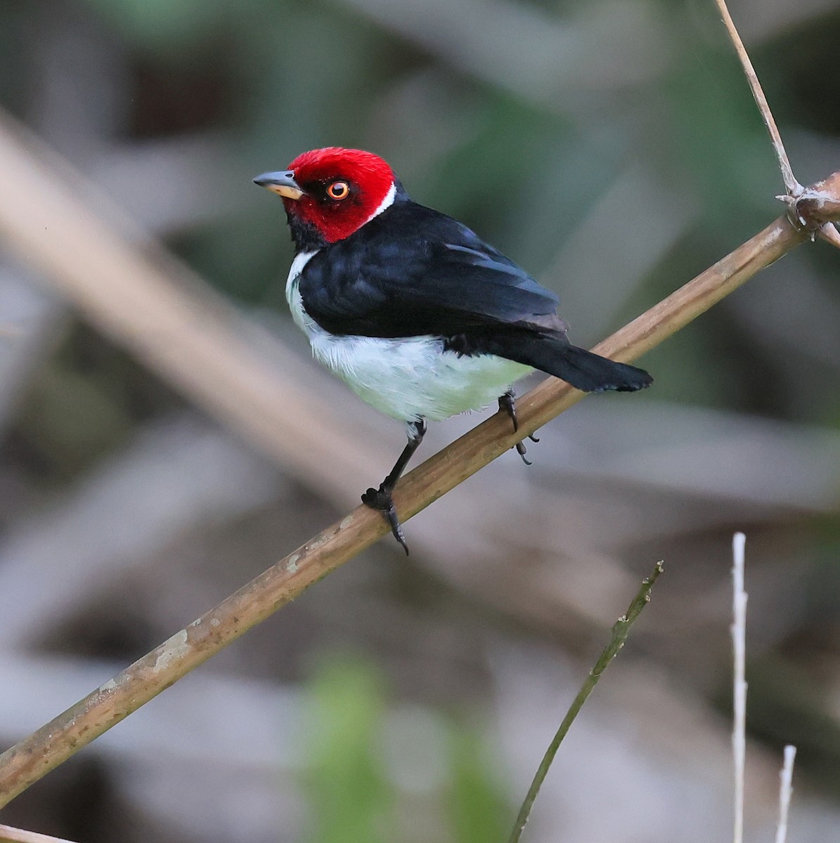 Пароарія амазонійська - ML645221795