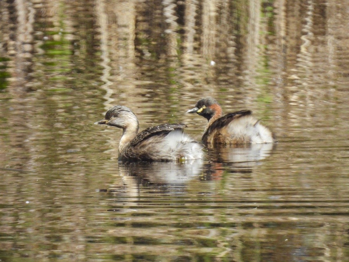 Hoary-headed Grebe - ML645221796