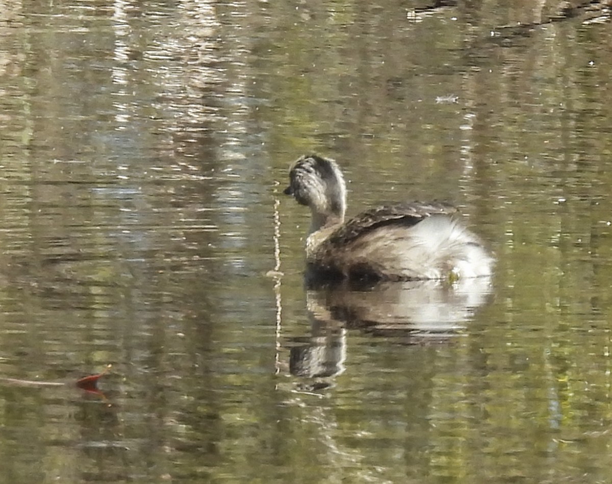 Пірникоза сивоголова - ML645221797