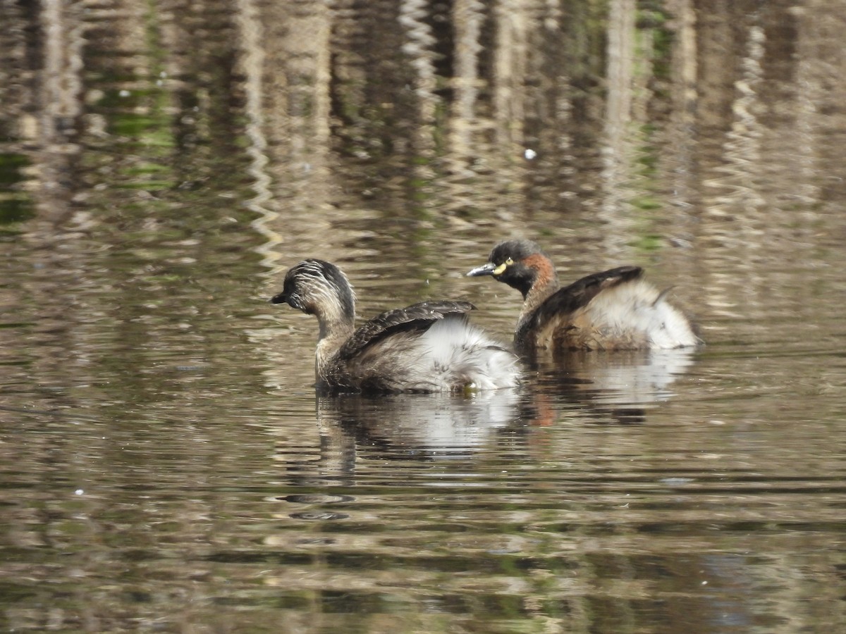 Hoary-headed Grebe - ML645221798