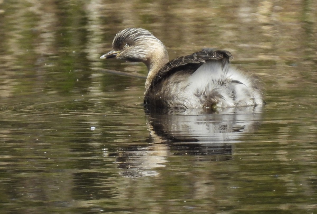 Hoary-headed Grebe - ML645221799