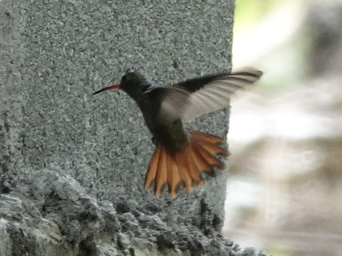 Цакатл - ML645221800