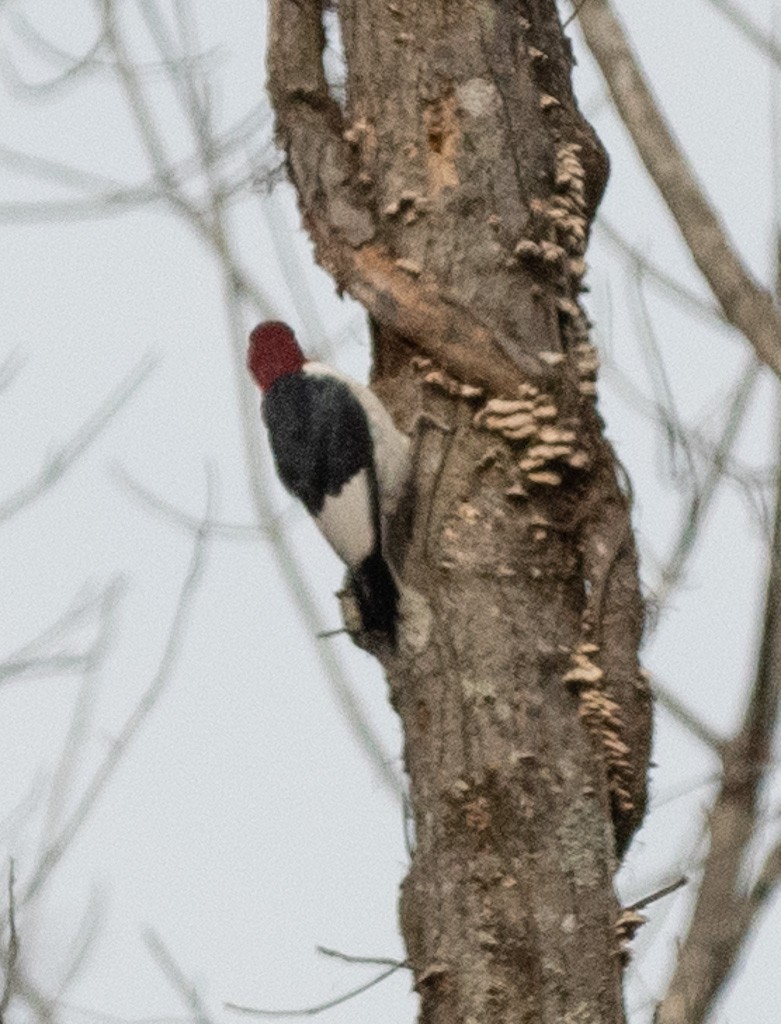 Гіла червоноголова - ML645221804