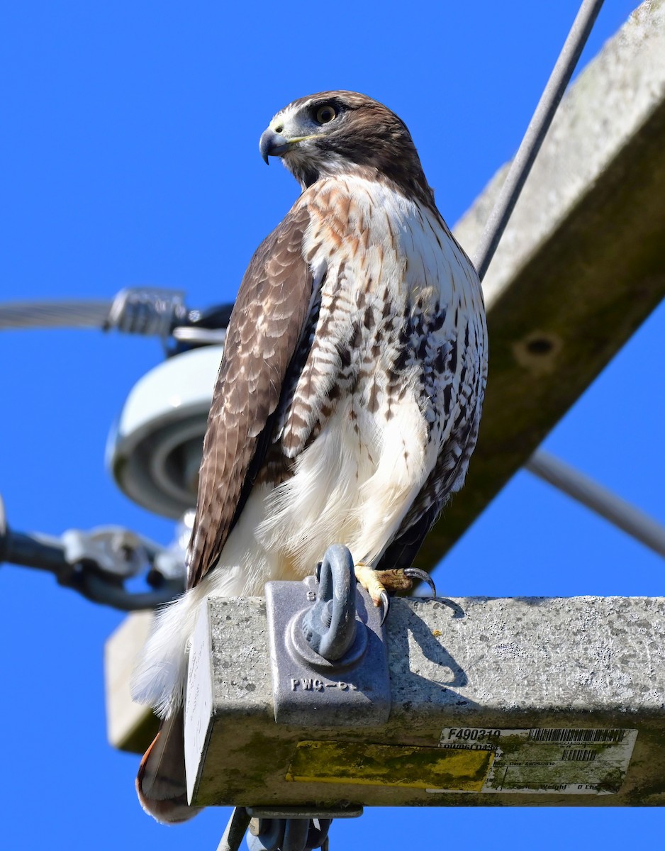 Канюк неоарктичний - ML645221811