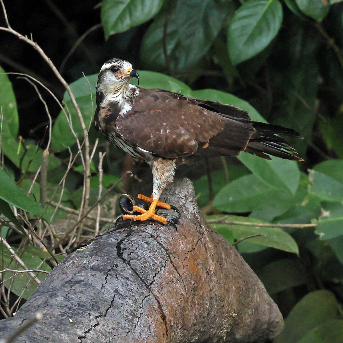 Snail Kite - ML645221813