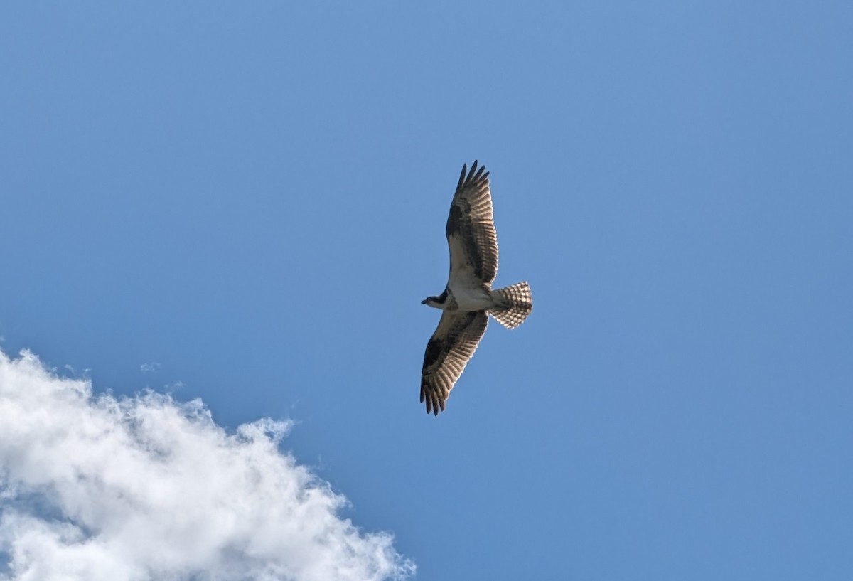Скопа західна (підвид carolinensis) - ML645221816