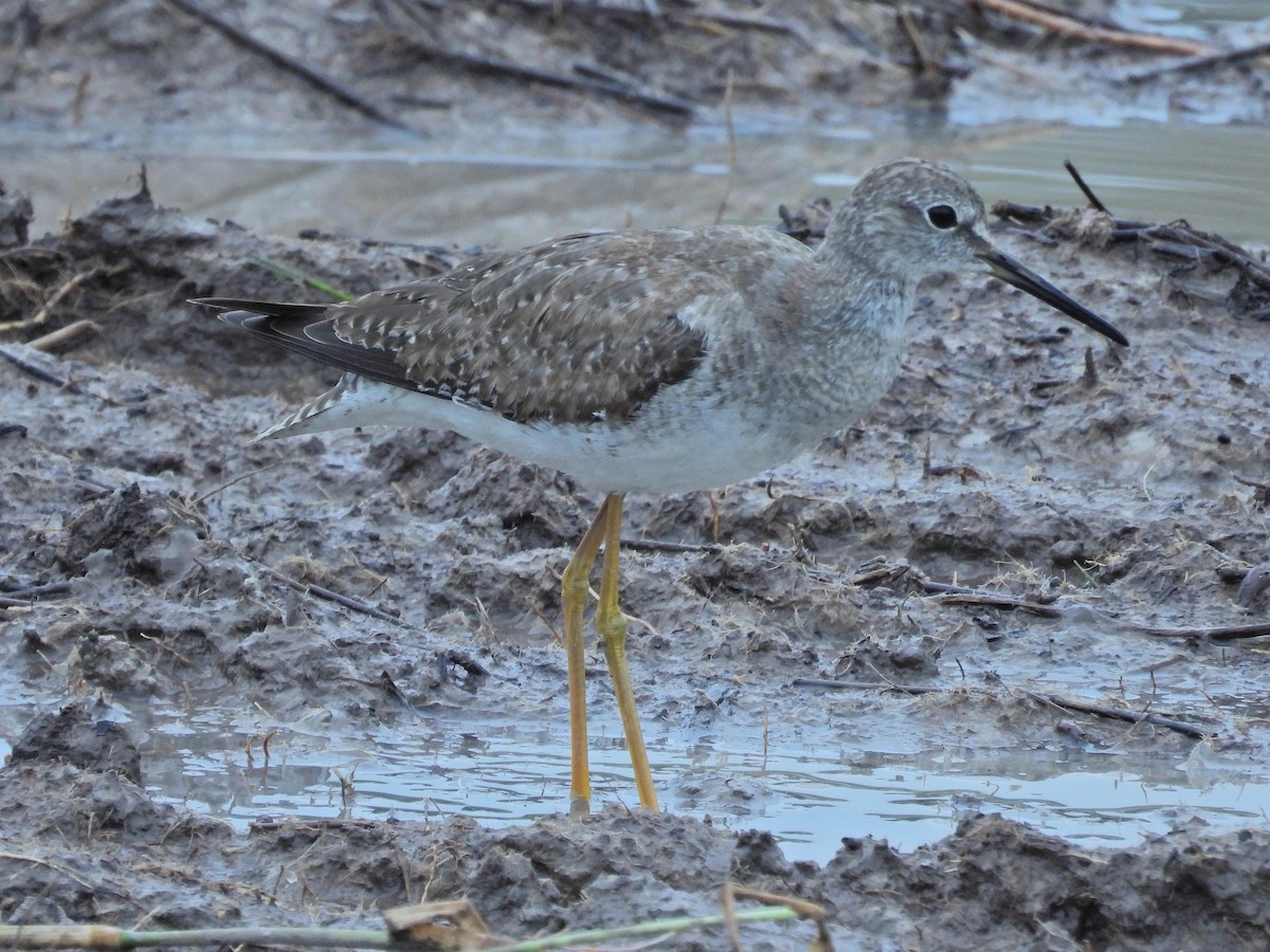 Lesser/Greater Yellowlegs - ML645221823
