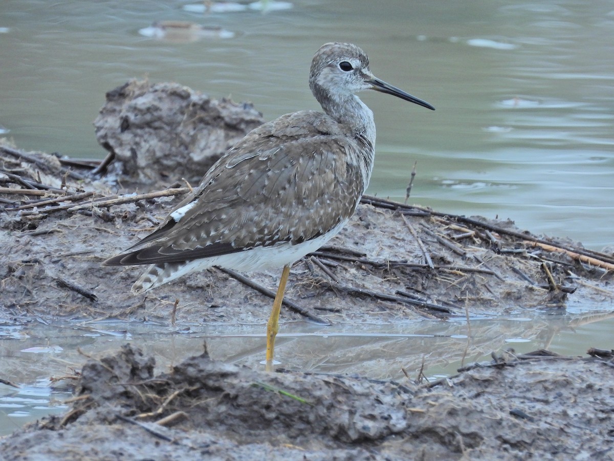 Lesser/Greater Yellowlegs - ML645221824
