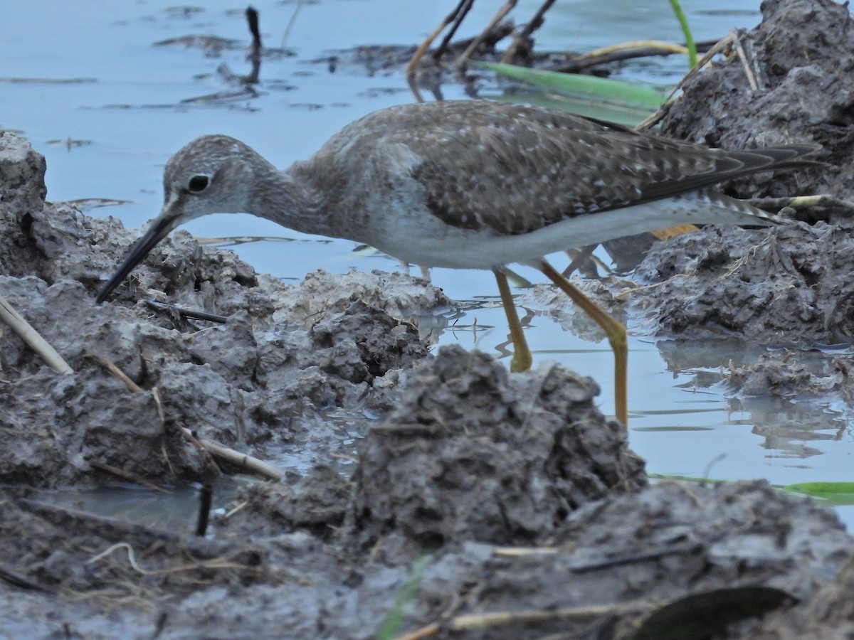 Lesser/Greater Yellowlegs - ML645221825