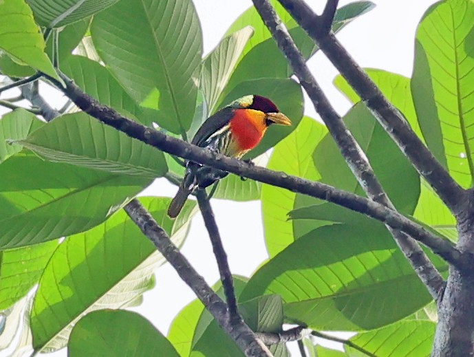 Lemon-throated Barbet - ML645221836