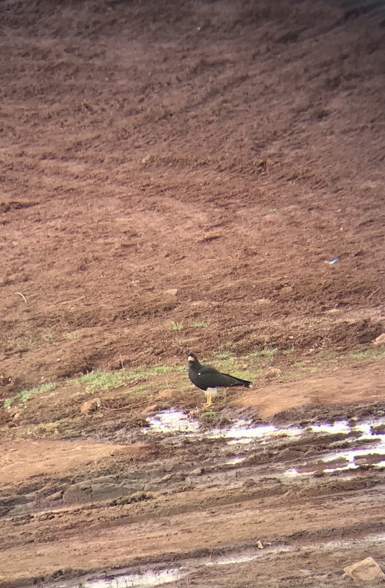 Каракара андська - ML645221845