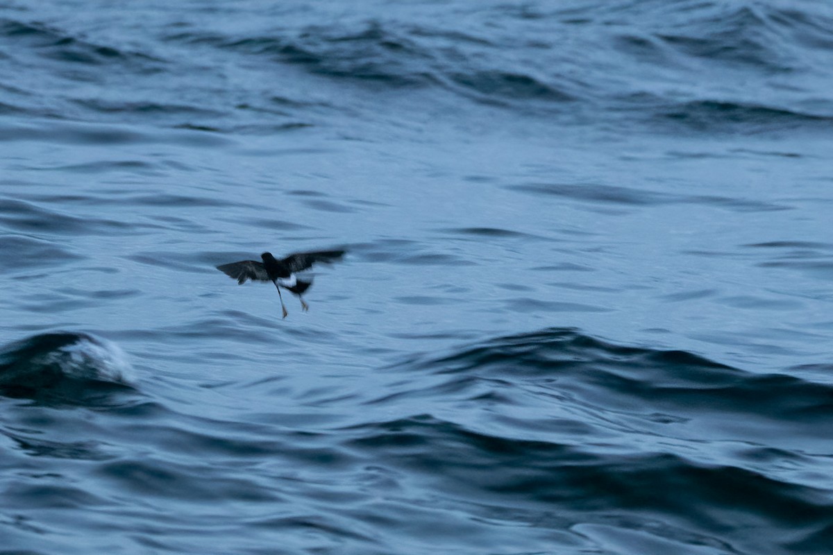 buřníček žlutonohý - ML645221846